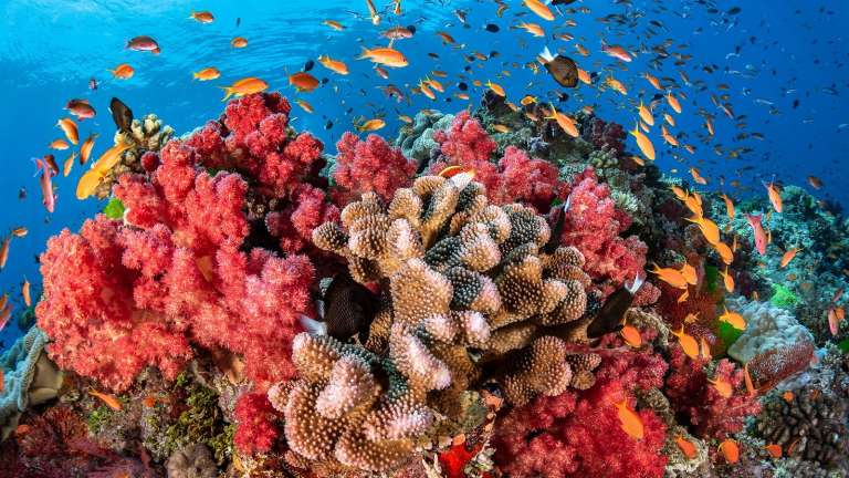 cozumel coral reefs