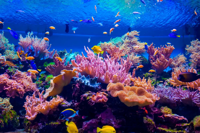 Coral Reefs Cozumel Quintana Roo