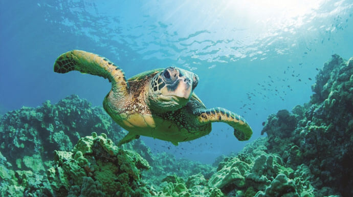 snorkeling-turtle-cozumelbeach