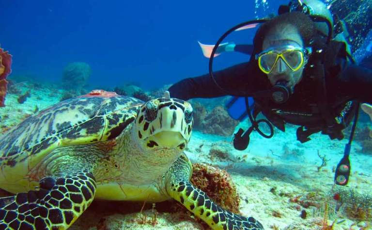 diving-with-turtles